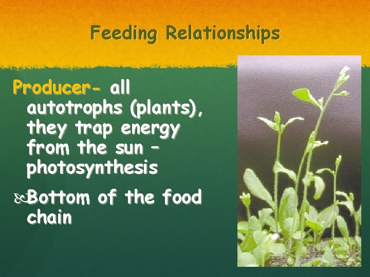 Feeding Relationships Producer- all autotrophs (plants), they trap energy from the sun – photosynthesis