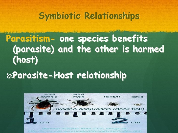 Symbiotic Relationships Parasitism- one species benefits (parasite) and the other is harmed (host) Parasite-Host