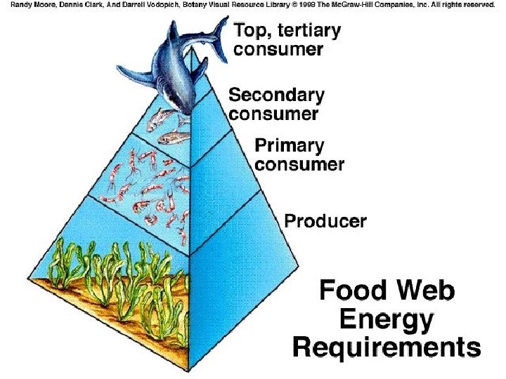 Trophic Levels Each link in a food chain is known as a trophic level.