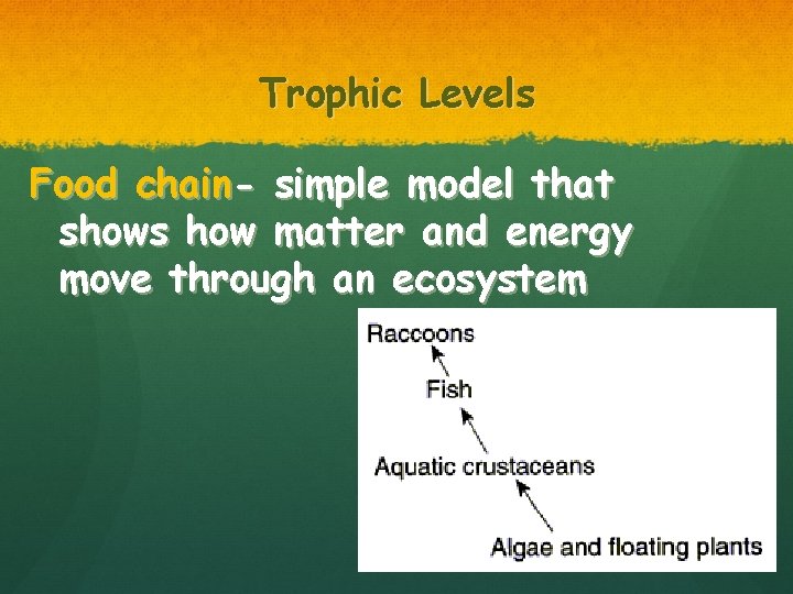 Trophic Levels Food chain- simple model that shows how matter and energy move through