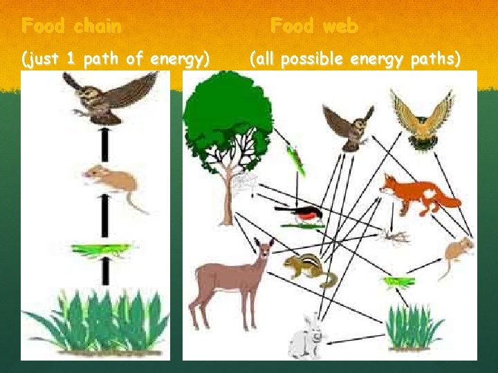 Food chain (just 1 path of energy) Food web (all possible energy paths) 