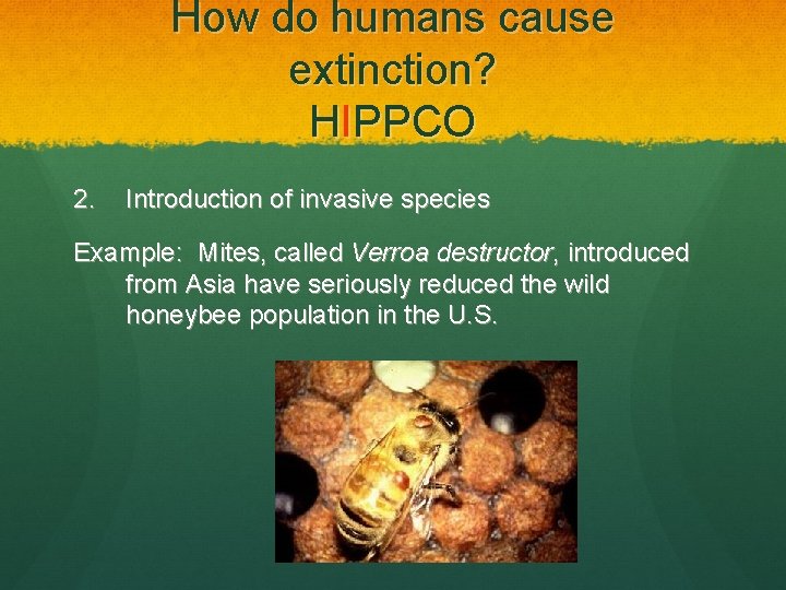 How do humans cause extinction? HIPPCO 2. Introduction of invasive species Example: Mites, called