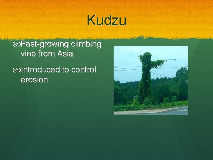 Kudzu Fast-growing climbing vine from Asia Introduced to control erosion 