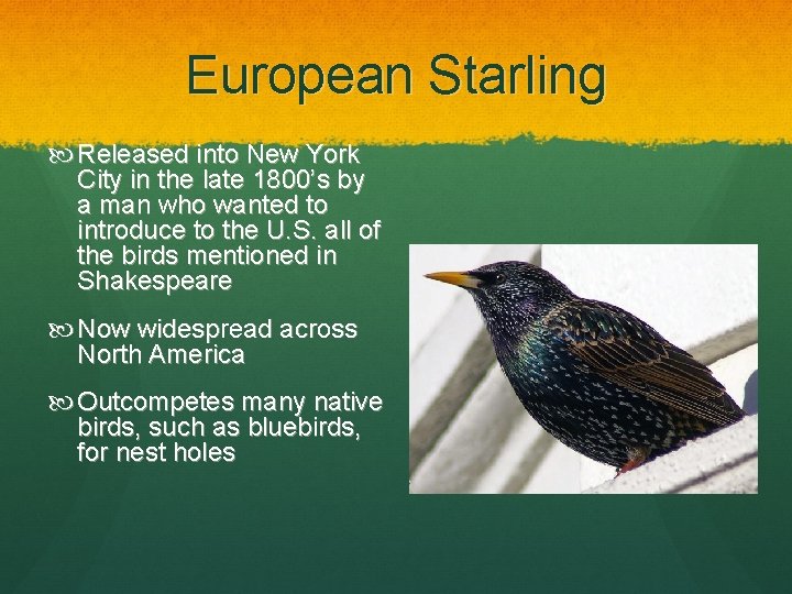 European Starling Released into New York City in the late 1800’s by a man