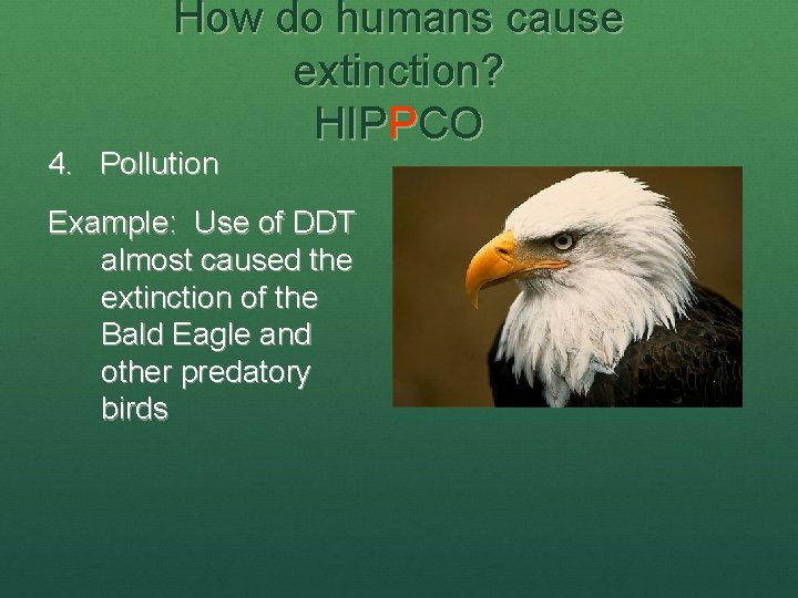 How do humans cause extinction? HIPPCO 4. Pollution Example: Use of DDT almost caused