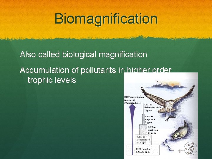 Biomagnification Also called biological magnification Accumulation of pollutants in higher order trophic levels 
