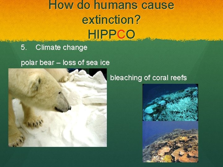 How do humans cause extinction? HIPPCO 5. Climate change polar bear – loss of