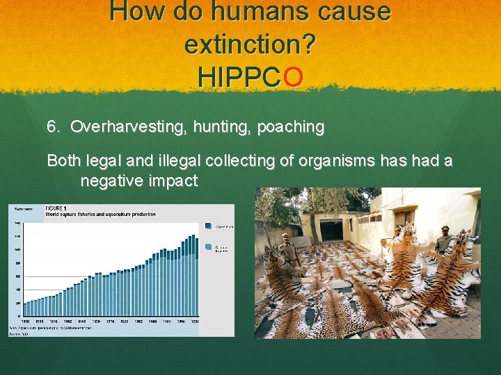How do humans cause extinction? HIPPCO 6. Overharvesting, hunting, poaching Both legal and illegal
