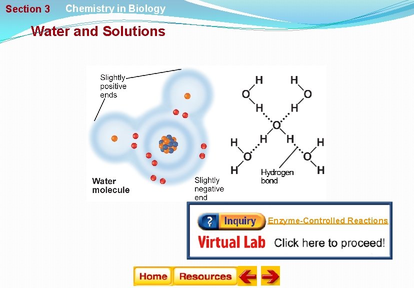 Section 3 Chemistry in Biology Water and Solutions Enzyme-Controlled Reactions 