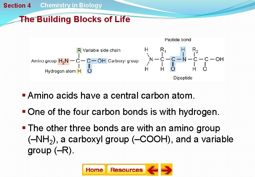 Section 4 Chemistry in Biology The Building Blocks of Life § Amino acids have