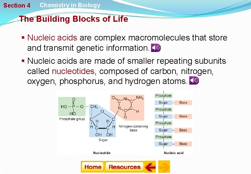 Section 4 Chemistry in Biology The Building Blocks of Life § Nucleic acids are