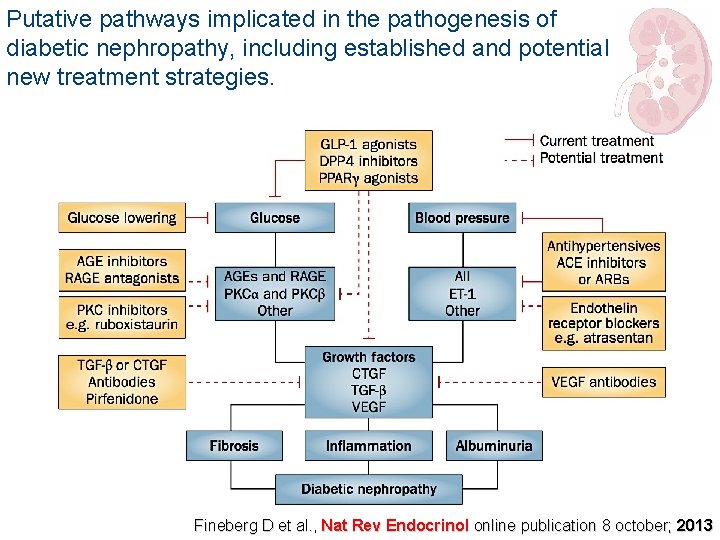 Putative pathways implicated in the pathogenesis of diabetic nephropathy, including established and potential new