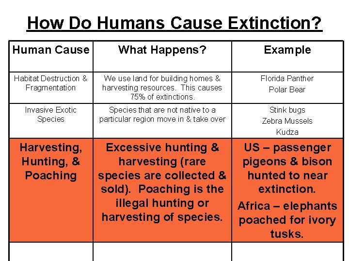 How Do Humans Cause Extinction? Human Cause What Happens? Example Habitat Destruction & Fragmentation