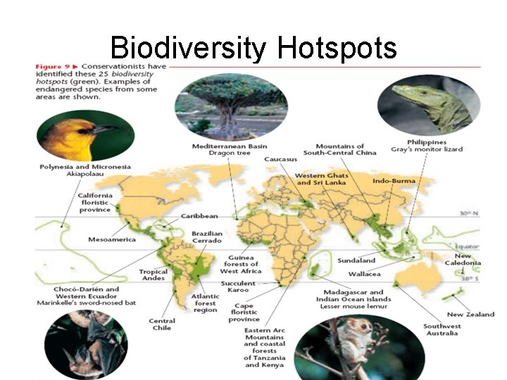 Biodiversity Hotspots 