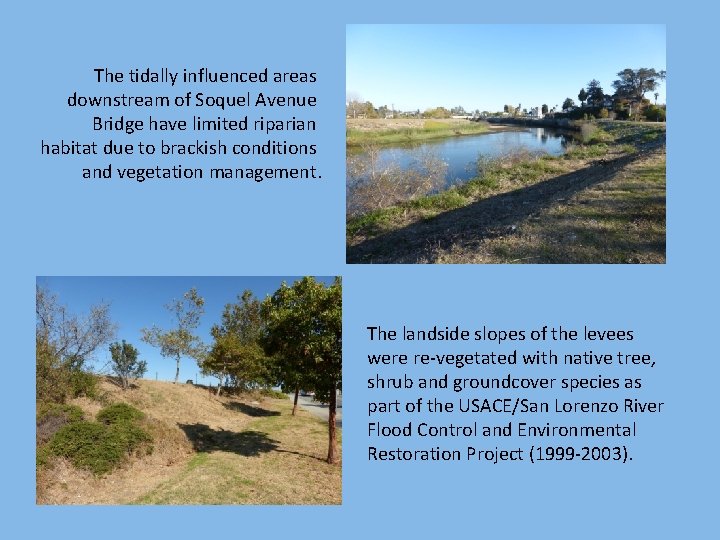 The tidally influenced areas downstream of Soquel Avenue Bridge have limited riparian habitat due