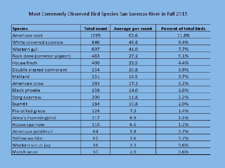 Most Commonly Observed Bird Species San Lorenzo River in Fall 2015 