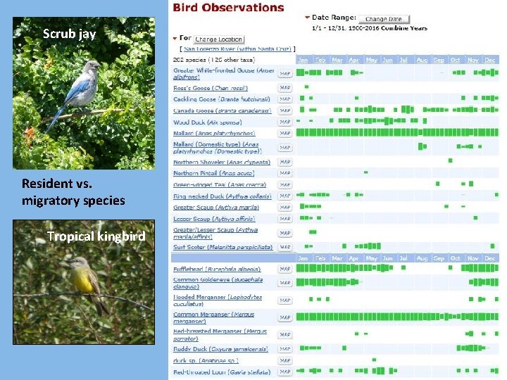 Scrub jay Resident vs. migratory species Tropical kingbird 