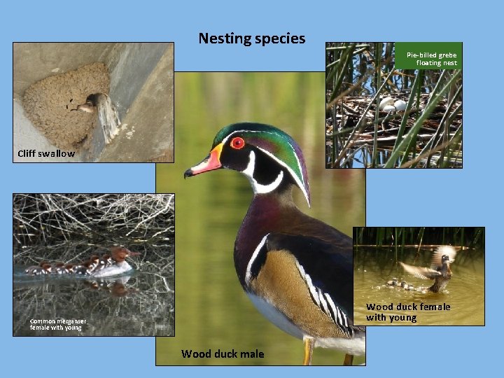 Nesting species Pie-billed grebe floating nest Cliff swallow Wood duck female with young Common