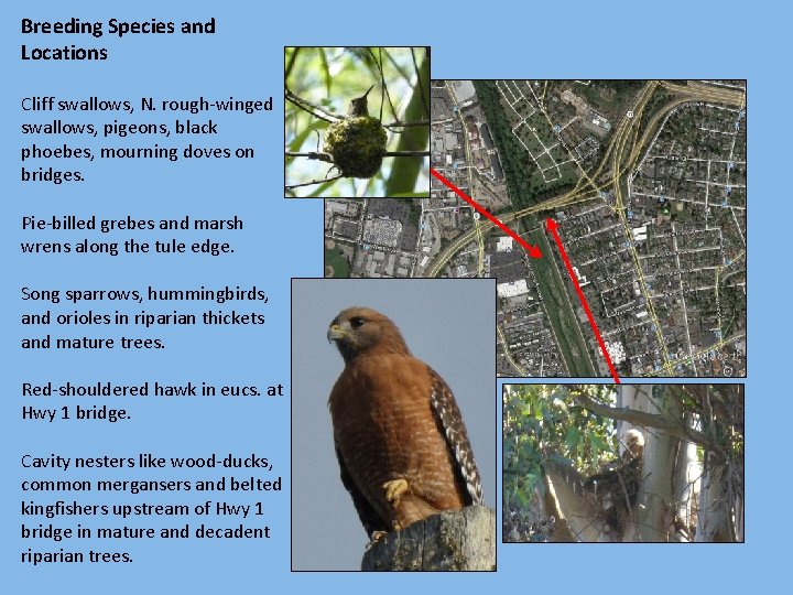 Breeding Species and Locations Cliff swallows, N. rough-winged swallows, pigeons, black phoebes, mourning doves