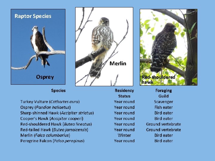 Raptor Species Merlin Osprey Red-shouldered hawk 