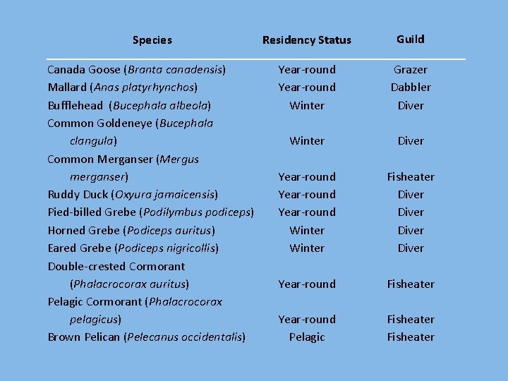 Species Residency Status Guild Canada Goose (Branta canadensis) Mallard (Anas platyrhynchos) Bufflehead (Bucephala albeola)