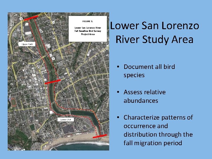 Lower San Lorenzo River Study Area • Document all bird species • Assess relative