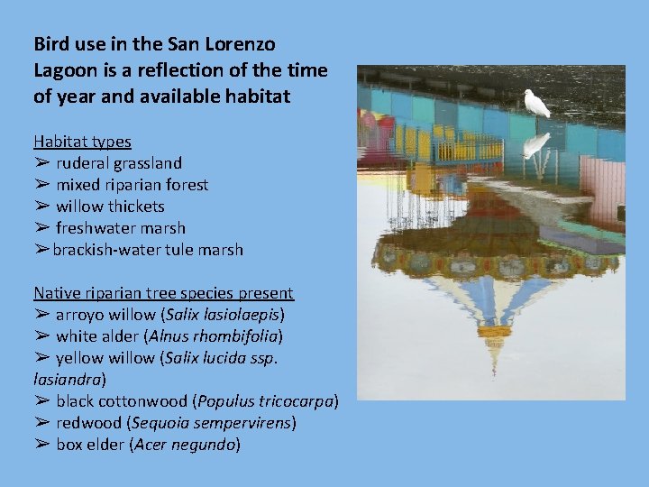 Bird use in the San Lorenzo Lagoon is a reflection of the time of