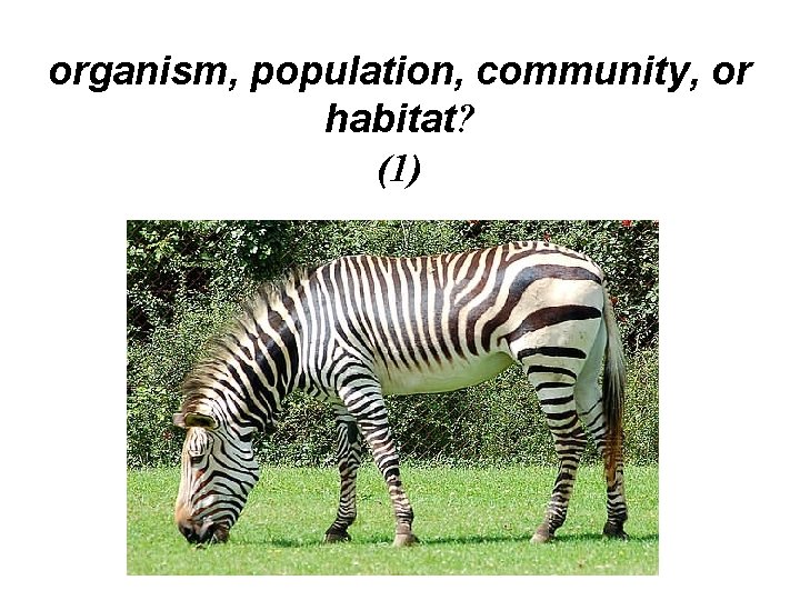 organism, population, community, or habitat? (1) organism, population, community, or habitat? (1)