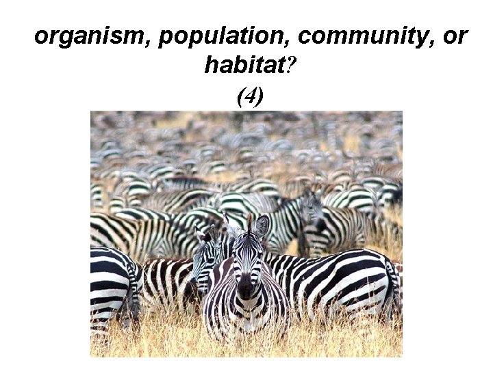 organism, population, community, or habitat? (4) organism, population, community, or habitat? (4)