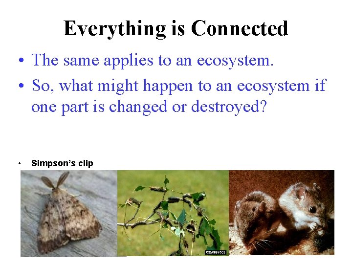 Everything is Connected • The same applies to an ecosystem. • So, what might Everything is Connected • The same applies to an ecosystem. • So, what might