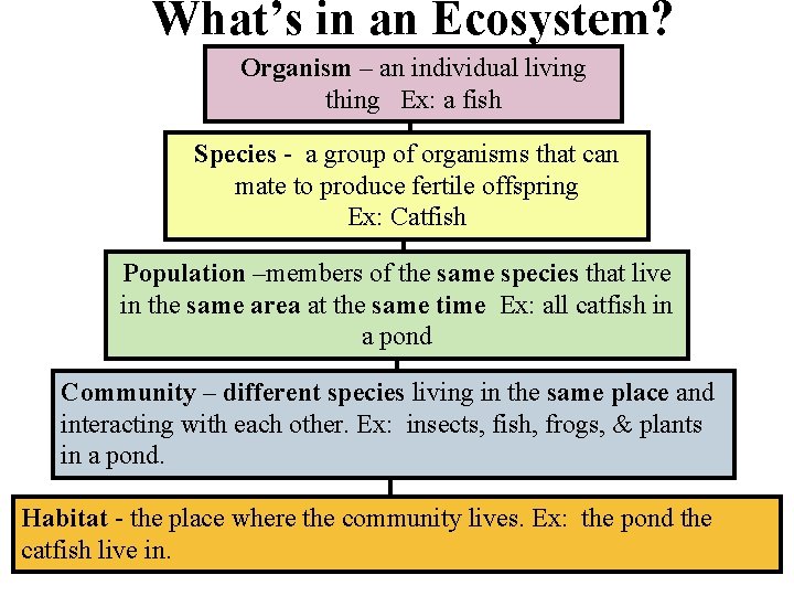 What’s in an Ecosystem? Organism – an individual living thing Ex: a fish Species What’s in an Ecosystem? Organism – an individual living thing Ex: a fish Species
