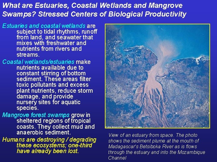 What are Estuaries, Coastal Wetlands and Mangrove Swamps? Stressed Centers of Biological Productivity Estuaries