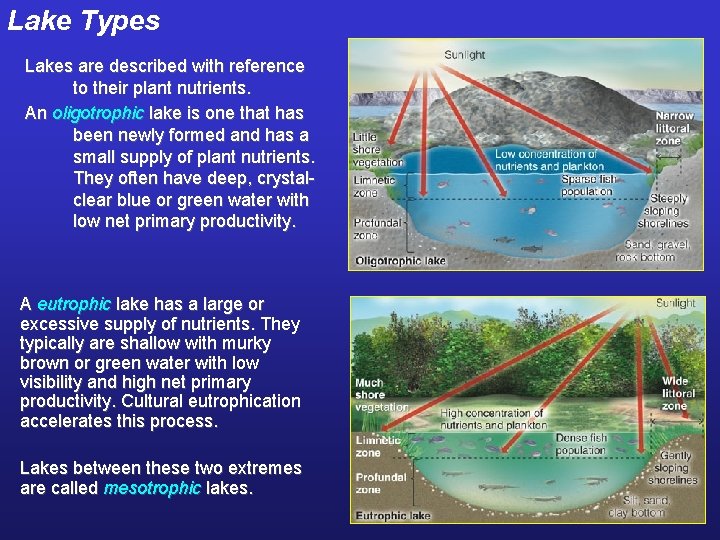 Lake Types Lakes are described with reference to their plant nutrients. An oligotrophic lake