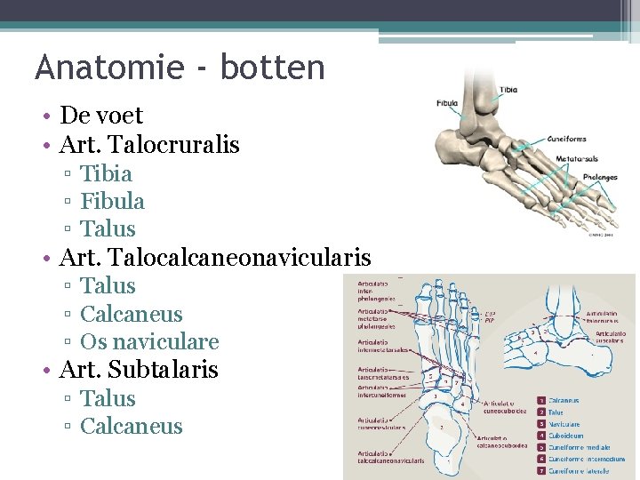 Anatomie - botten • De voet • Art. Talocruralis ▫ Tibia ▫ Fibula ▫