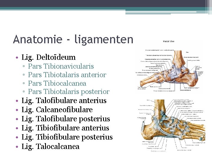 Anatomie - ligamenten • Lig. Deltoïdeum ▫ ▫ • • • Pars Tibionavicularis Pars