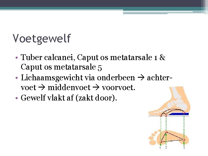 Voetgewelf • Tuber calcanei, Caput os metatarsale 1 & Caput os metatarsale 5 •