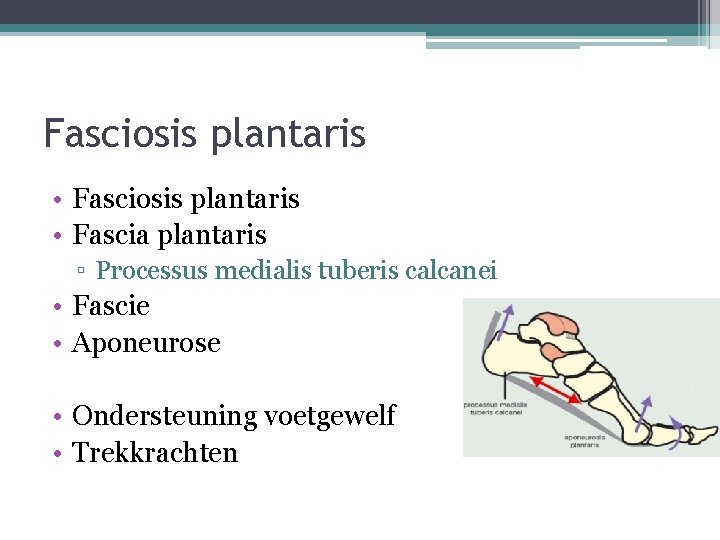 Fasciosis plantaris • Fascia plantaris ▫ Processus medialis tuberis calcanei • Fascie • Aponeurose