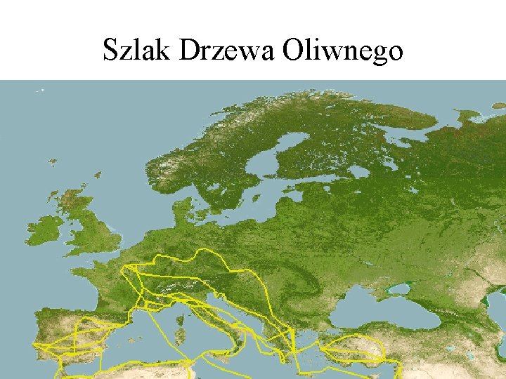 Szlak Drzewa Oliwnego 