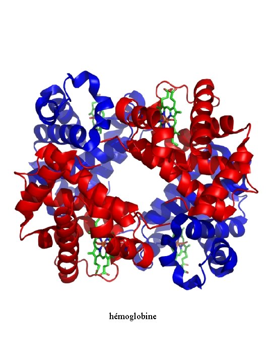 hémoglobine 