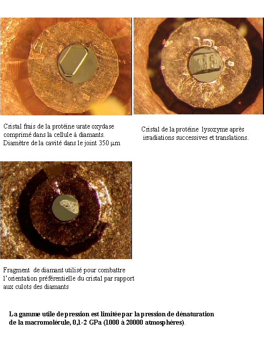 1 Cristal frais de la protéine urate oxydase comprimé dans la cellule à diamants.