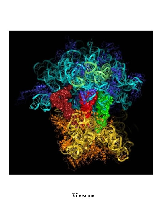 Ribosome 