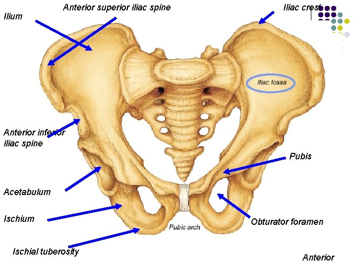 Ilium Anterior superior iliac spine Iliac crest Anterior inferior iliac spine Pubis Acetabulum Ischial
