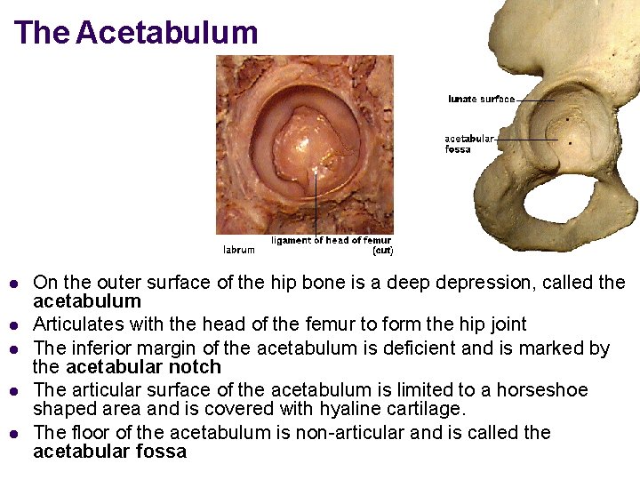 The Acetabulum l l l On the outer surface of the hip bone is