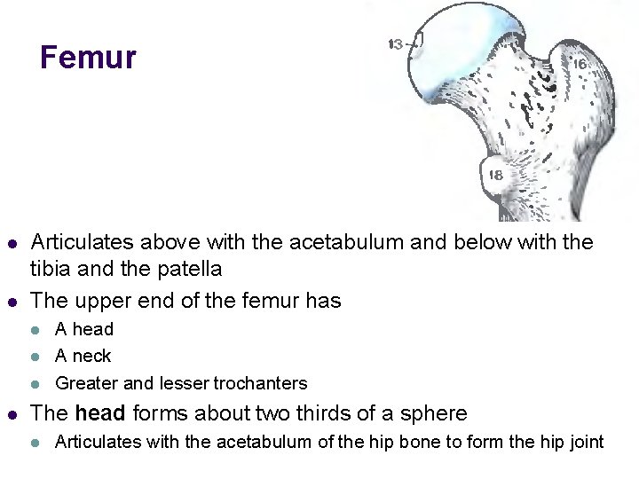 Femur l l Articulates above with the acetabulum and below with the tibia and