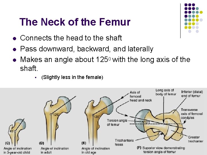 The Neck of the Femur l l l Connects the head to the shaft