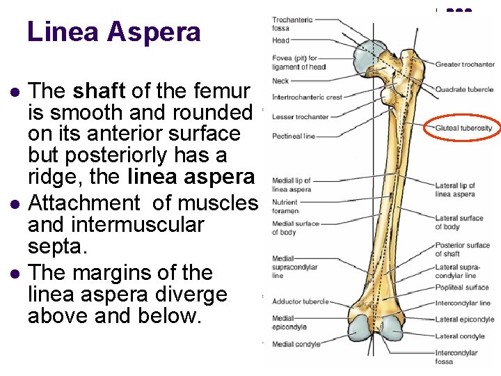 Linea Aspera l l l The shaft of the femur is smooth and rounded