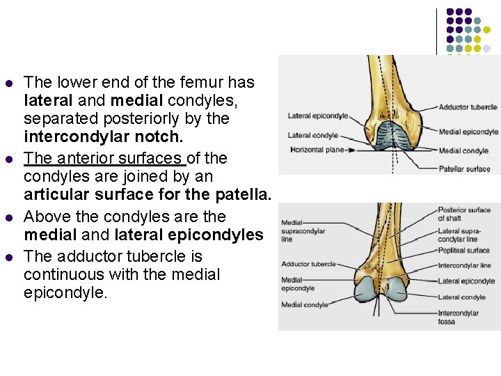 l l The lower end of the femur has lateral and medial condyles, separated