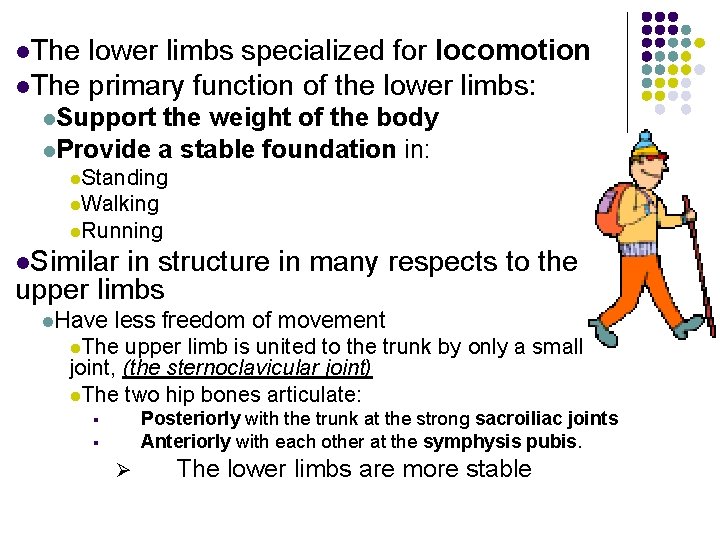 l. The lower limbs specialized for locomotion l. The primary function of the lower