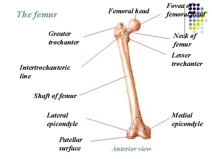 Femoral head The femur Greater trochanter Fovea of femoral head Neck of femur Lesser