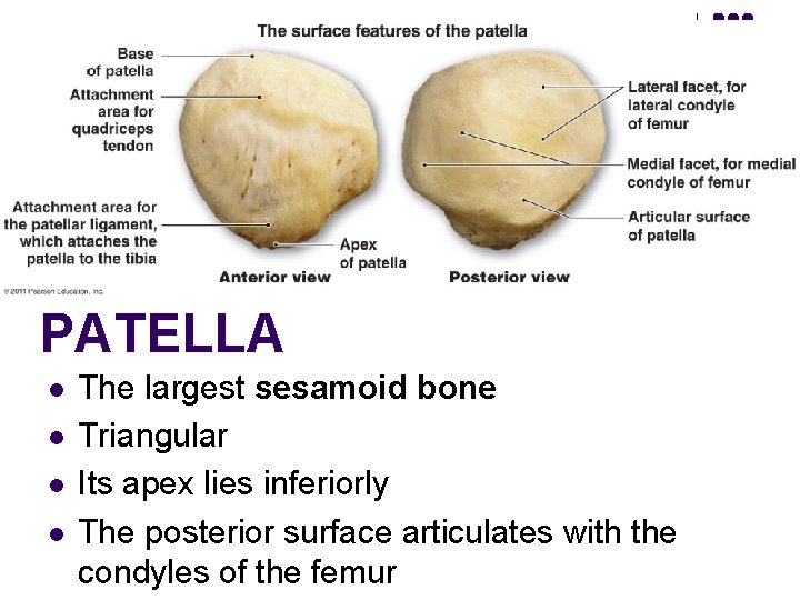 PATELLA l l The largest sesamoid bone Triangular Its apex lies inferiorly The posterior